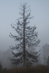Drzewa we mgle w lesie i na polu.