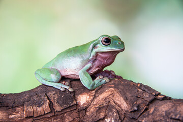The Australian green tree frog or Ranoidea caerulea, also known as simply green tree frog in Australia, White's tree frog, or dumpy tree frog