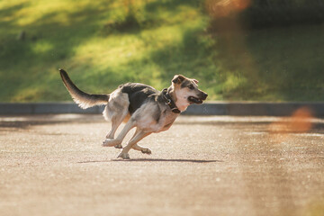 shepherd dog dog in park