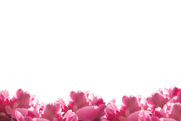  Flowers. Beautiful pink peonies on white background. Frame