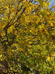 autumn leaves in the park
