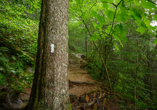 Appalachian Trail Blaze In Smoky Mountains