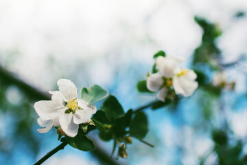 Macro photography. Apple flower on a warm spring day in the Park.Background. The main object out of focus