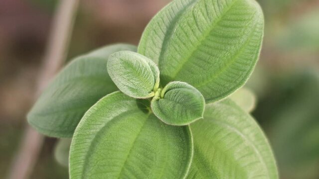 Hojas verdes de planta con textura gamuza 