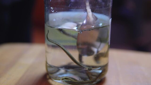 Close-up of leeches floating in a transparent glass jar with water