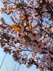 Spring flowers on a tree
