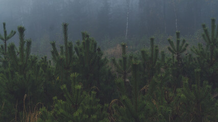 Drzewa w lesie pokrytym mgłą