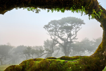 Fanal forest. Bizarre trees, twisted branches, foggy forest. A place with a mysterious atmosphere....