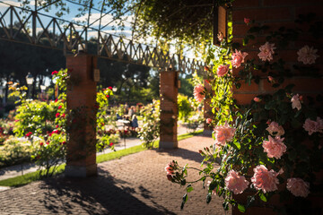 Pink roses on a brick column of the rose garden promenade of Parque del Oeste in a spring day,...