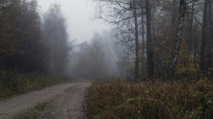 Fototapeta na wymiar Tajemnicza leśna droga we mgle.
