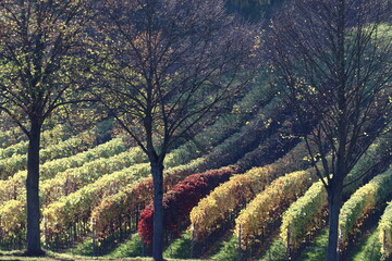 Herbstlandschaften an der Bergstraße.