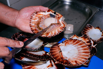live scallop in a shell, chef preparing in a kitchen