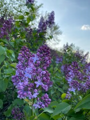 Obraz premium lilac flowers in the garden