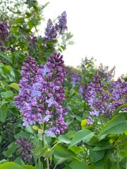 lilac flowers in the garden