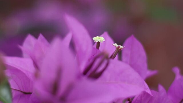 Flores moradas y  violetas
