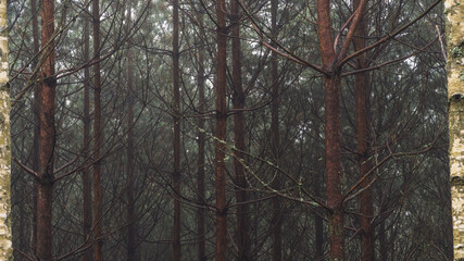 Drzewa w lesie pokrytym mgłą © Jakub