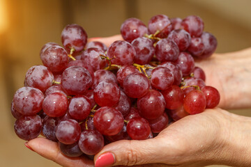 Bunch of grapes in the hands of a girl. Handpicked ripe grapes closeup. Fresh juicy berries. Healthy organic sweet fruit. Delicious autumn natural dessert. Vitamins diet for woman