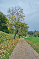 Fototapeta na wymiar Herbstlandschaften zwischen Bensheim und Heppenheim.