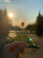 Fototapeta premium hand holding dandelion