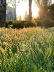 green grass and sun