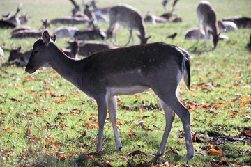 A close up of a Fallow Deer