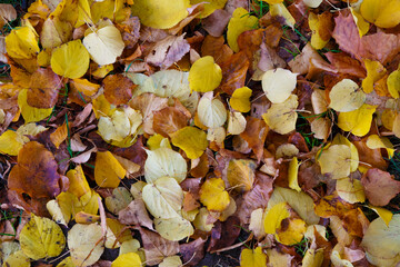 Multicolored yellow and brown autumn fallen leaves on the ground.