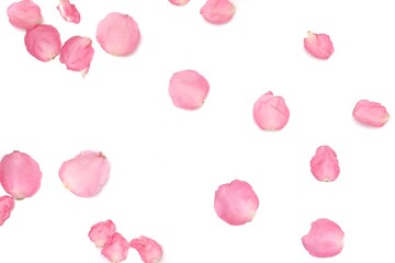 Blurred a group of sweet pink rose corollas on white isolated with copy space and softy style 
