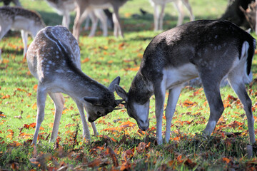 Fallow Deer Rutting