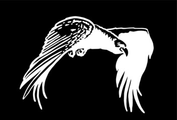 Vector drawing of eagle flying, black background
