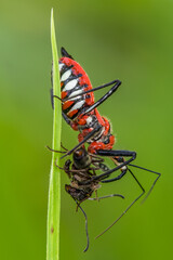 Dysdercus cingulatus is a species of true bug in the family Pyrrhocoridae, commonly known as the red cotton stainer