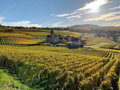 france,pays,savoie,jongieux,vignobles,vin production,yenne,lac du bourget,Avant-Pays savoyard,  Billième, Jongieux, Lucey, St-Jean-de-Chevelu

