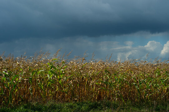 corn crop in field with tall corn stalks with bad weather approaching black sky with rain clouds 