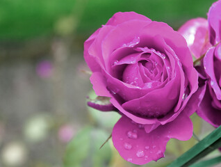 Rose in pink mit Regentropfen