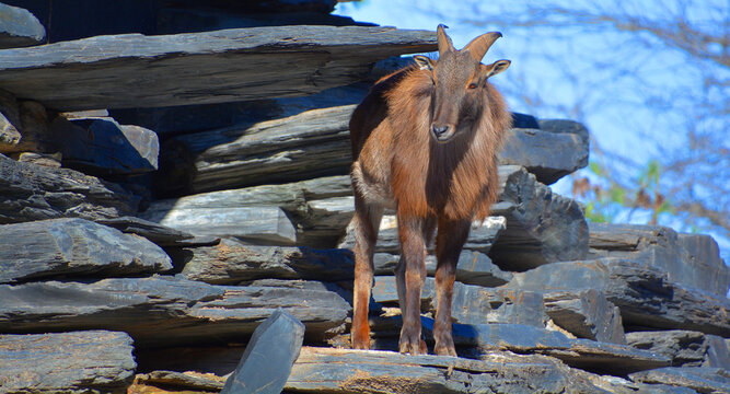 Tahrs are a species of large Asian artiodactyl ungulates related to the wild goat.