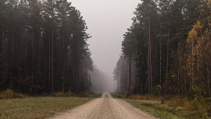 Tajemnicza leśna droga we mgle.