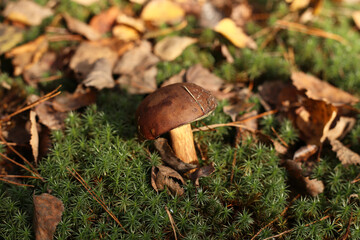 Edible small porcini mushroom grows on moss in the forest.