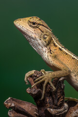 the common garden lizard