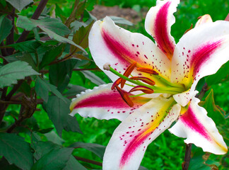 Three-color Lily flower white yellow orange on a green background. Hello spring. Hello summer