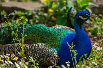 Obraz premium Bird in a park 7