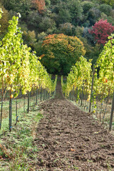 Herbstlandschaften zwischen Bensheim und Heppenheim.