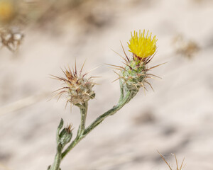 Maltese Star Thistle (Centaurea melitensis) is an invasive noxious weed in the Southwestern US with resin-dotted leaves and spine-tipped phyllaries.
