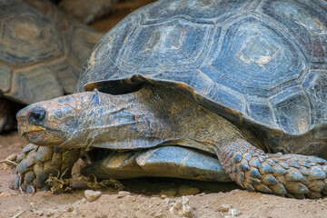 Turtles are an order of reptiles known as Testudines