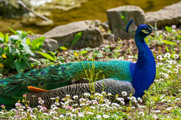 Obraz premium Bird in a park 10
