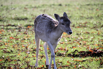 A close up of a Fallow Deer