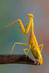 golden praying mantis