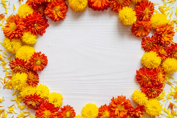 Wreath of autumn orange and yellow chrysanthemum flowers on a white background with copy space and petals around. Top view, flat lay
