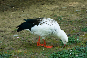 Bird in a park 15
