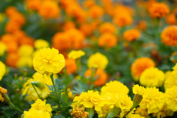 岐阜市の公園で咲いていたマリーゴールドの花