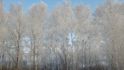 Fototapeta premium Фото с телефона