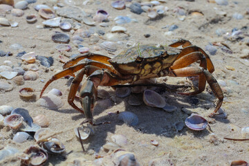 Wild crab on wot sand, close up